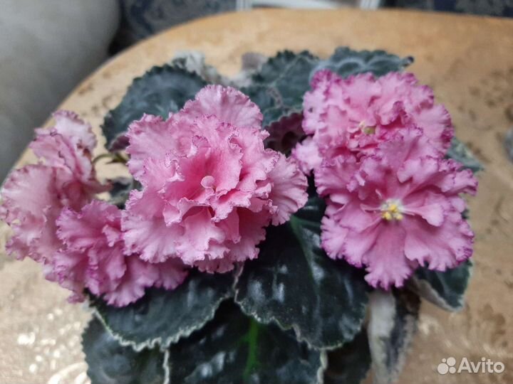 Цветущие сортовые фиалки,пасынки,детки