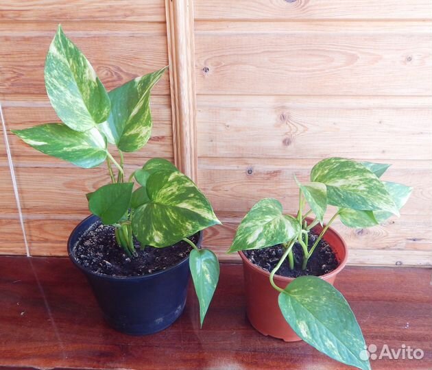 Сциндапсус Хлорофитум Традесканция фиолетовая