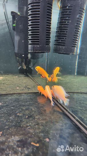 Цихлиды, аквариумные рыбки