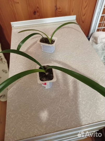 Гиппиаструм (амариллис)