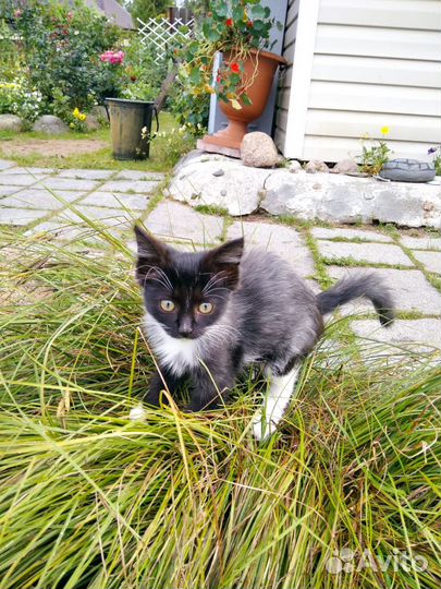 Котята в дар