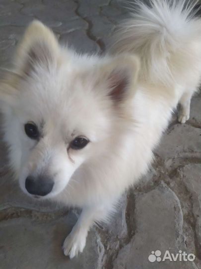 Японский шпиц