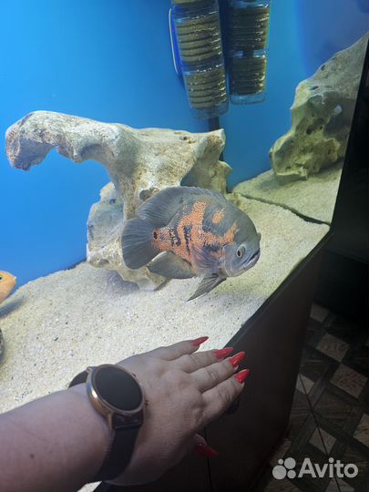 Аквариумные рыбки