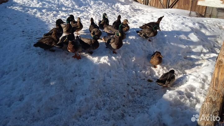 Утки дикие подсадные для охоты