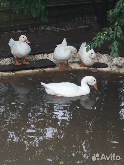 Свежие домашние Яйца мясо птицы