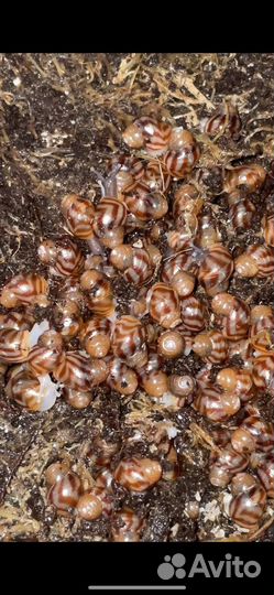 Улитки ахатины ретикулята