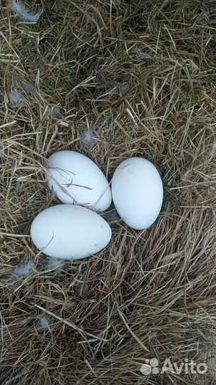 Инкубационное яйцо гусей линда