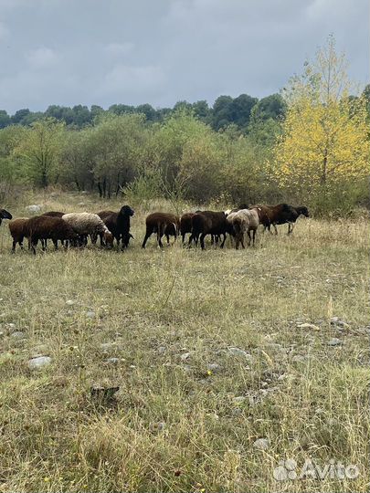 Овцы бараны