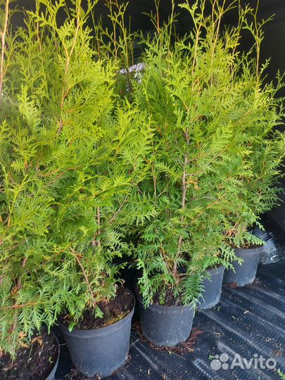 Туя брабант