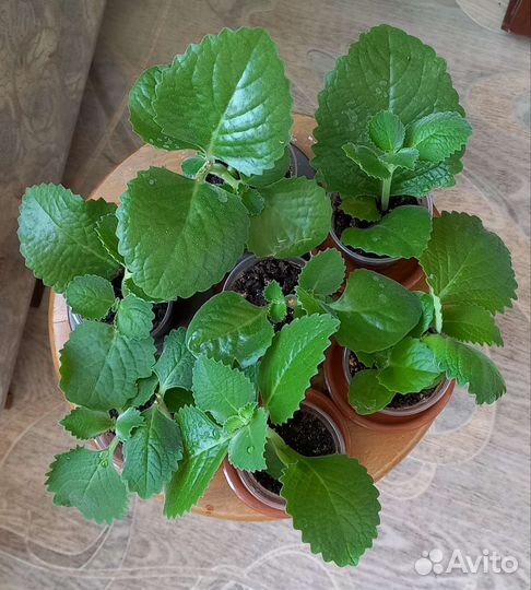 Плекрантус-комнатная мята