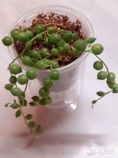 Крестовник роули