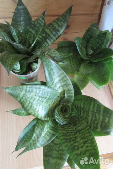 Сансевьера Ханни