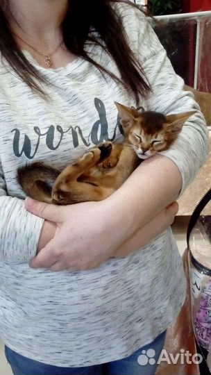 Абиссинская кошка