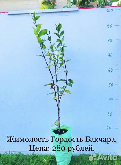 Виноград, жимолость