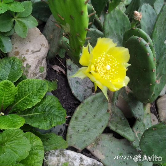 Кактус цветущий. Опунция. Зимует без укрытия