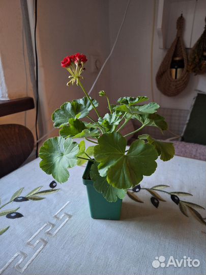 Пеларгония герань и женское счастье(спатифиллум)