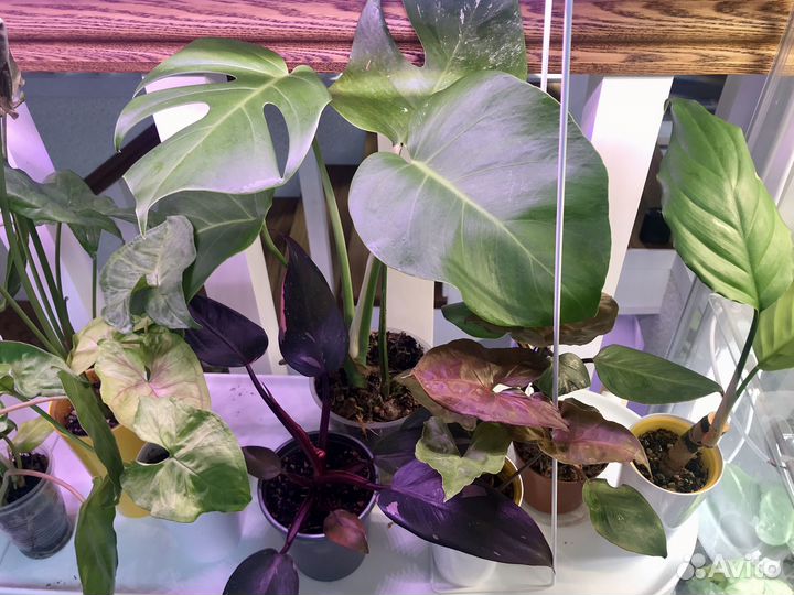 Коллекция комнатных растений, цены от