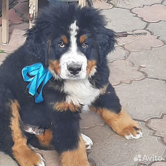 Щенки Бернский зенненхунд
