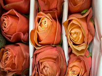 Розы Эквадор под заказ от 1 коробки