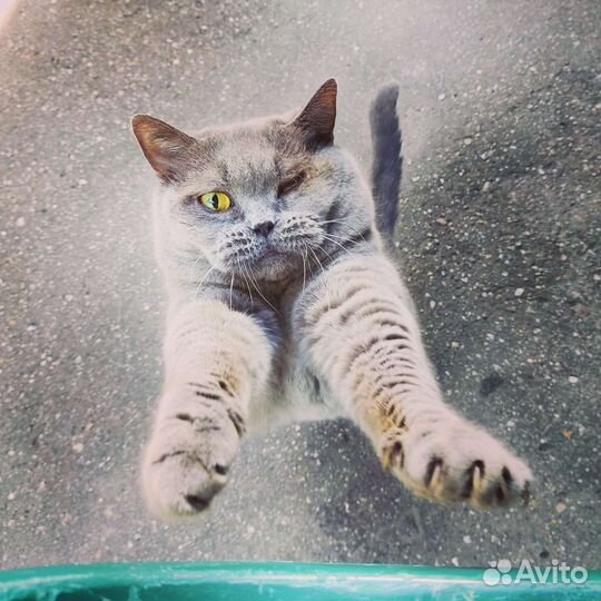 Британская