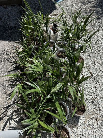 Пальма трахикарпус