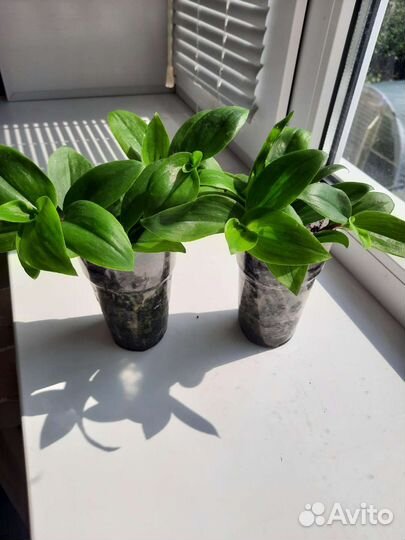 Традесканция