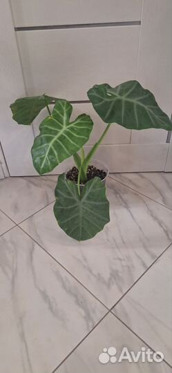 Алоказия Сильвер Фезерс (Серебряные Перья)