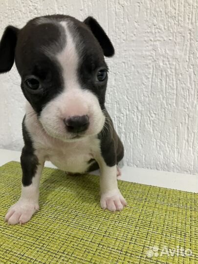 Щенок стафф