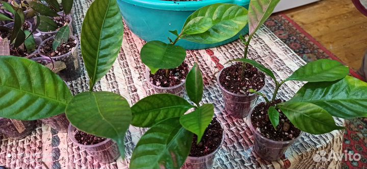 Табернемонтана