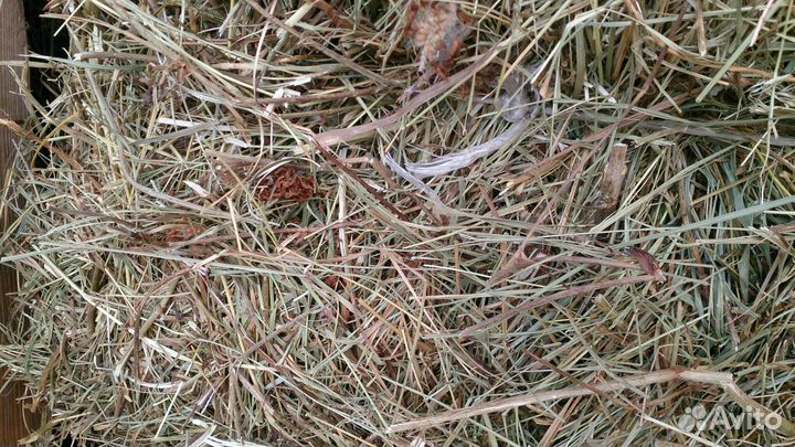 Сено в тюках, доставка бесплатная