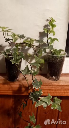 Плющ хедера