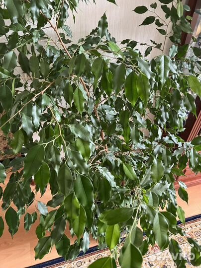 Фикус Бенджамина 152 см с горшком