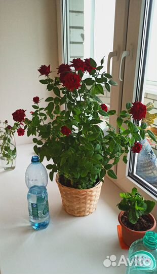 Роза Кордана комнатная укорененные черенки