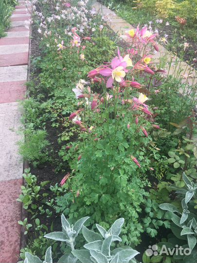 Садовые цветы