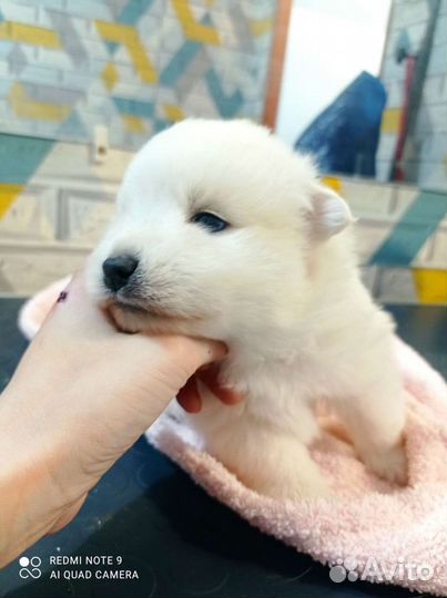 Японский шпиц щенки мальчики и девочки