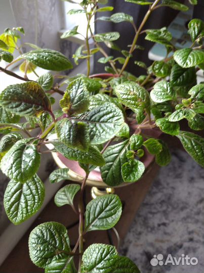 Замиокулькас