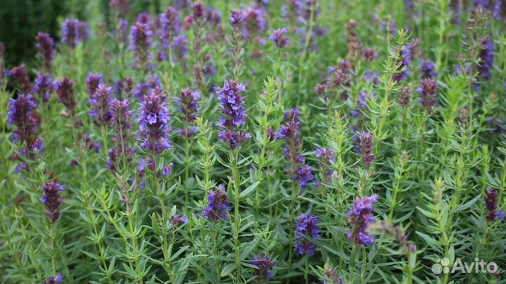 Семена иссопа