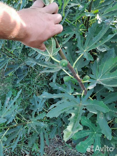 Саженцы Инжира