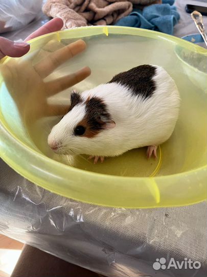 Морские свинки