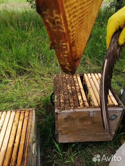 Пчелы пасека