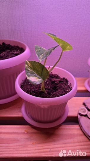 Сциндапсус(Эпипремнум золотистый)