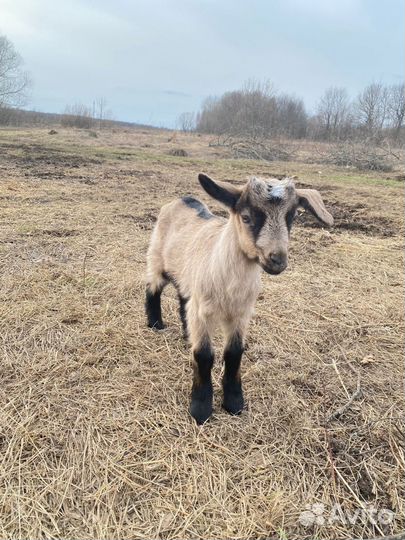 Козлята ягнята