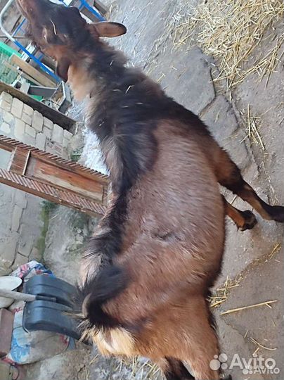 Предлагаю козье мясо