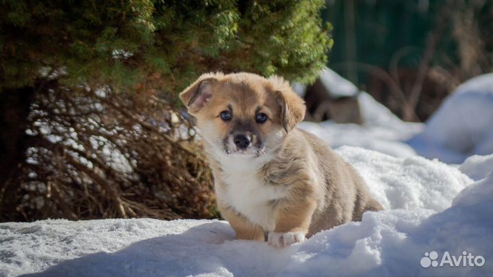 Щенки Вельш Корги Пемброк