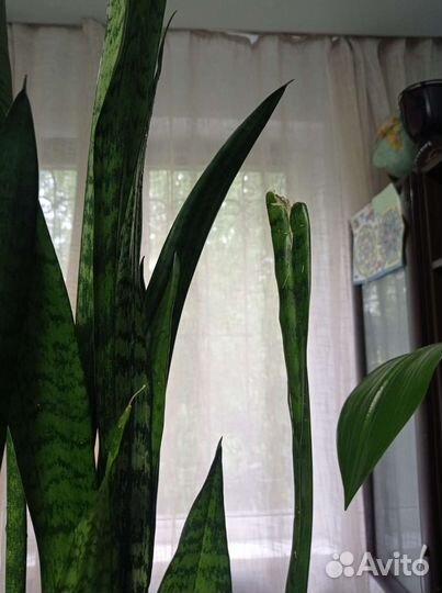 Сансевиерия тещин язык