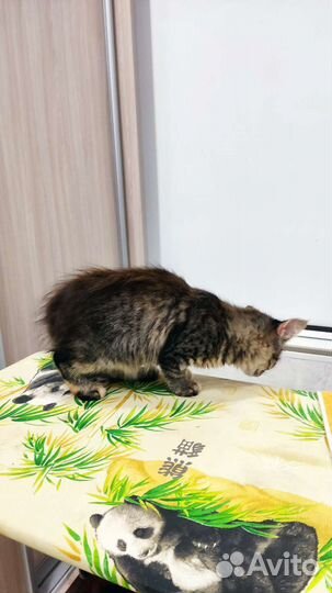 Кошка в дар бесплатно