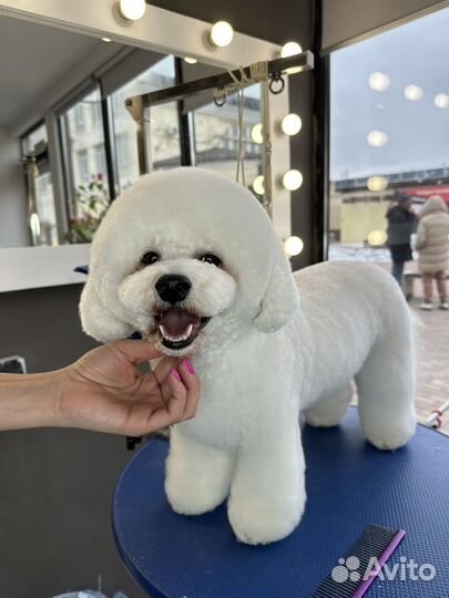 Груминг собак и кошек