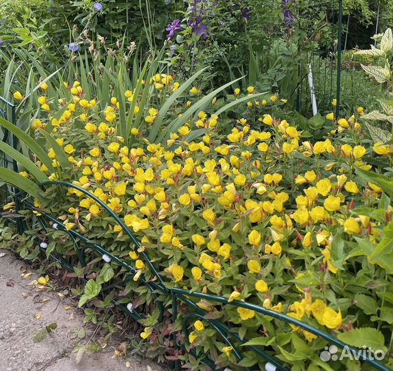 Энотера Жёлтая