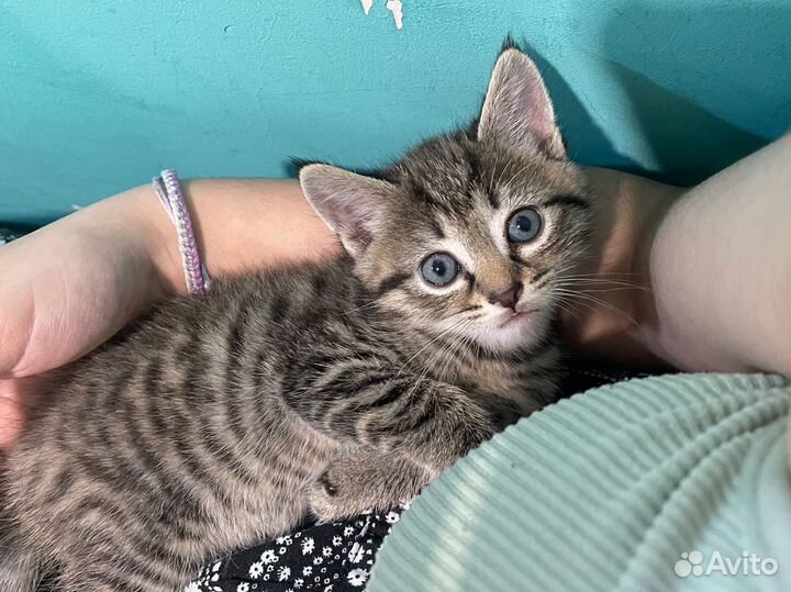 Отдаю котят