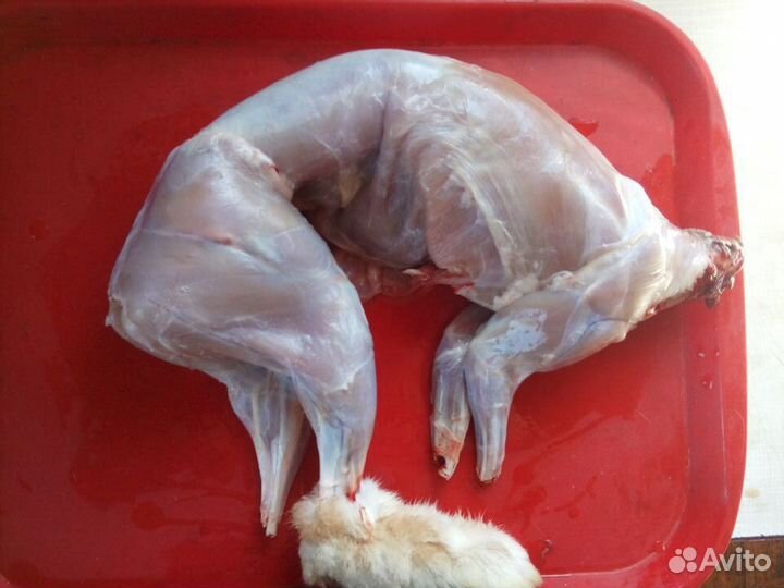 Кролики белый панон на разведение и мясо